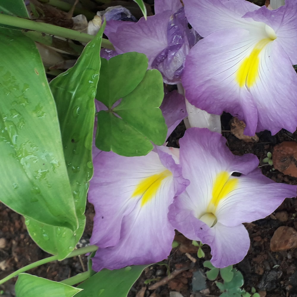 African Ginger Tincture - Image 2